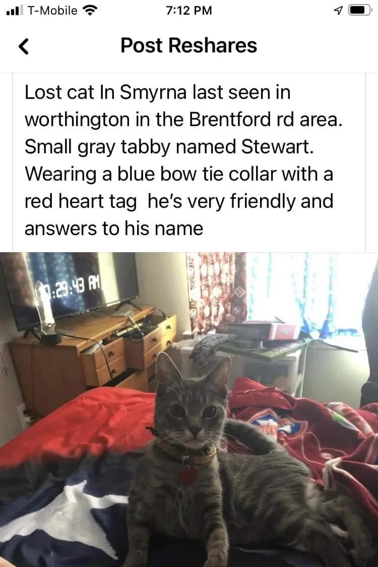 Lost cat in Smyrna, DE, 19977