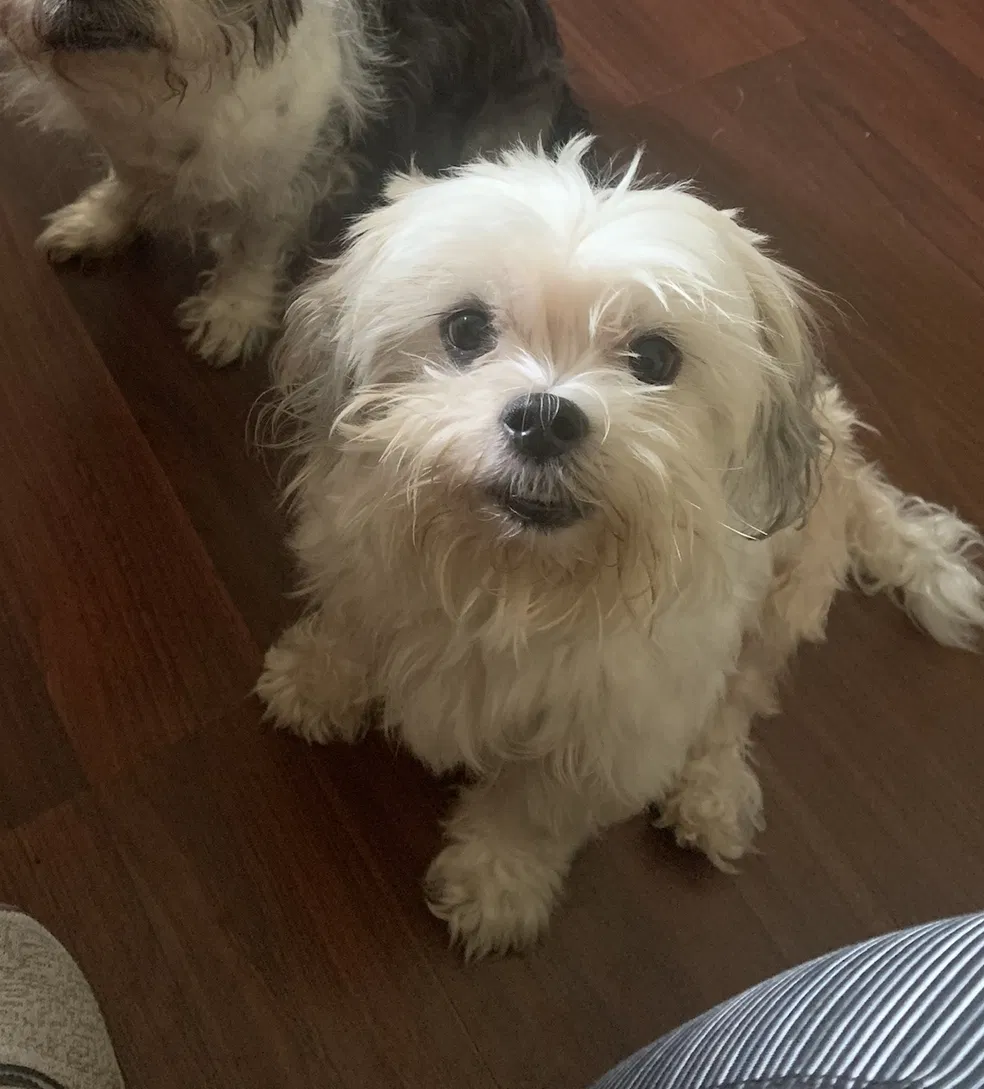 Lost dog in San Antonio, TX, 78229