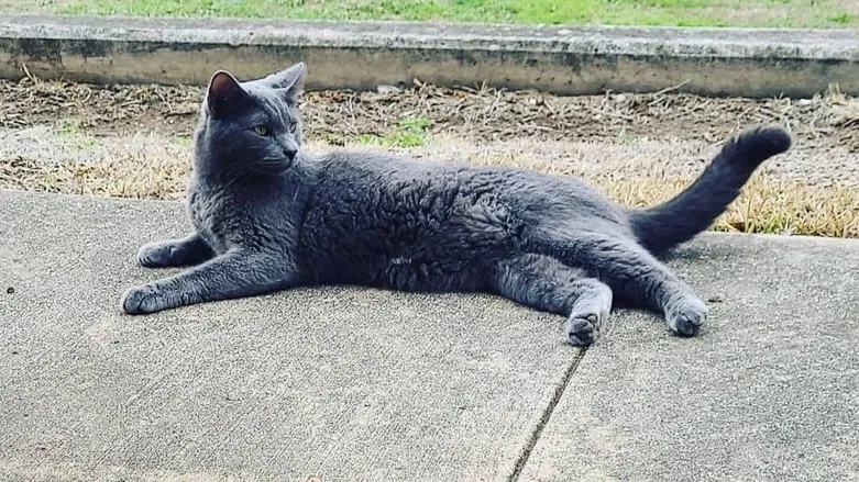 Lost cat in San Antonio, TX, 78217