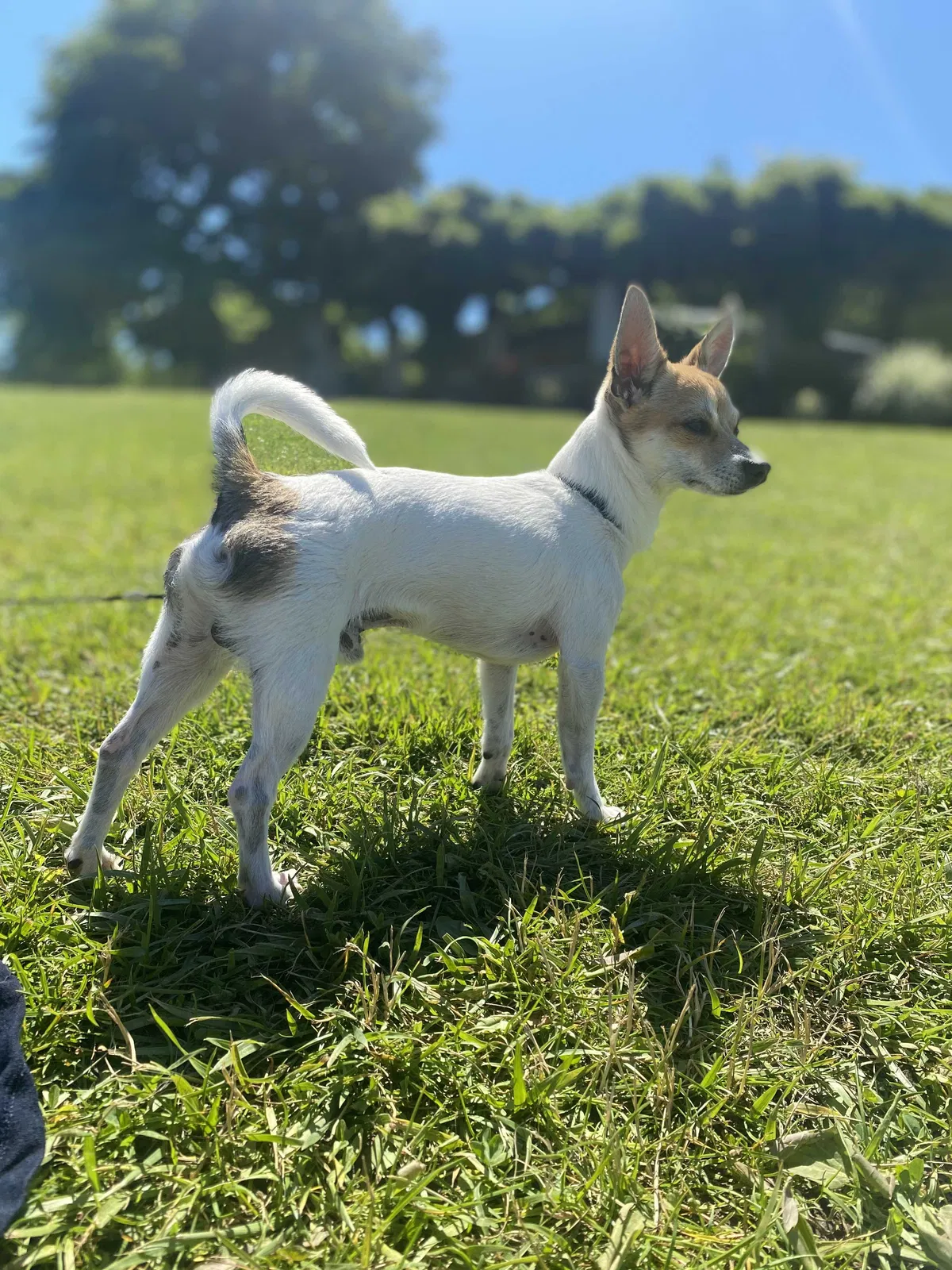 Lost dog in Seattle, WA, 98144