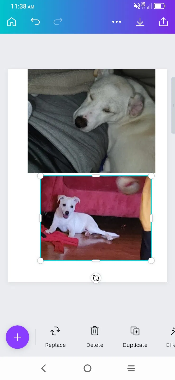 Lost dog in Houston, TX, 77083