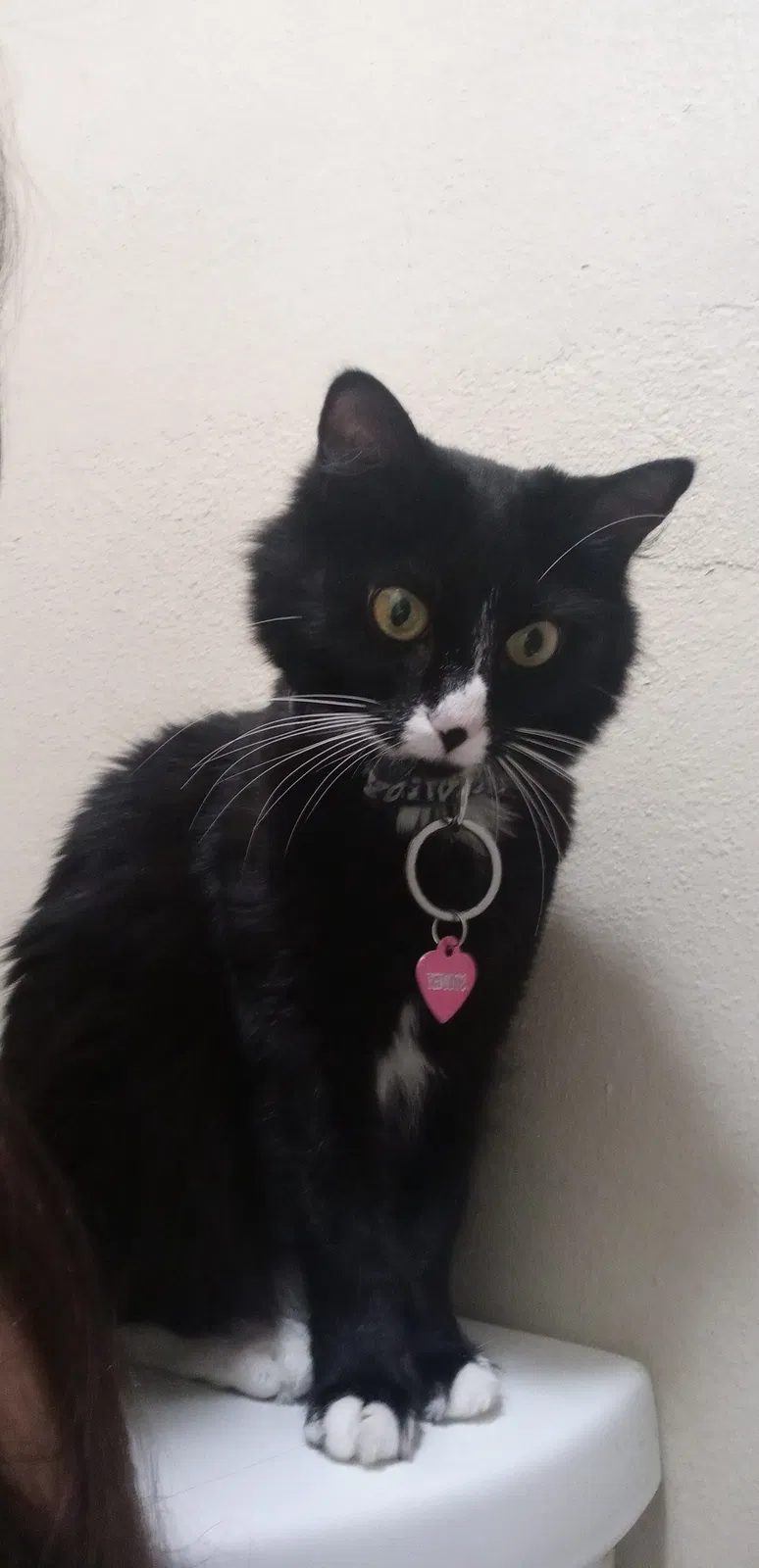 Lost cat in Glendale, AZ, 85301