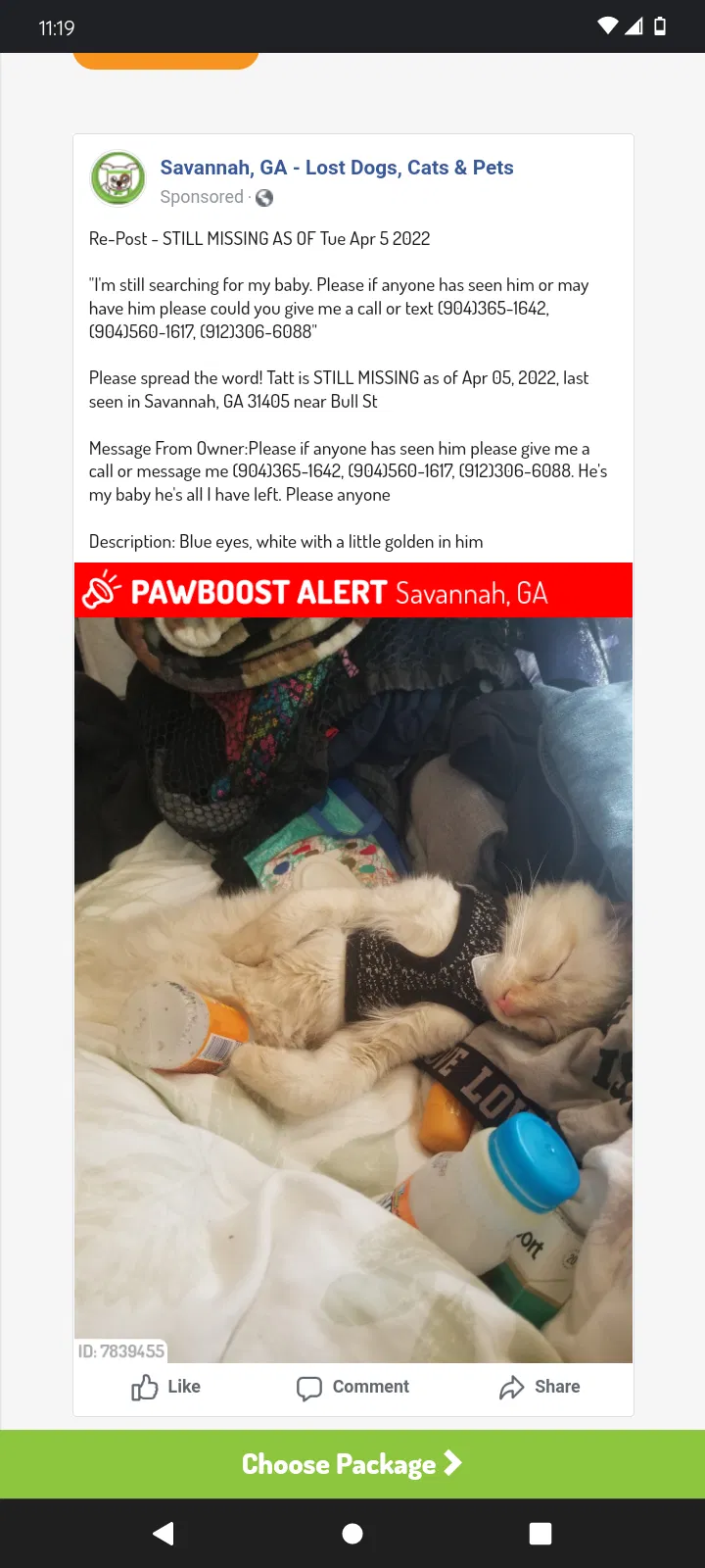 Lost cat in Savannah, GA, 31405