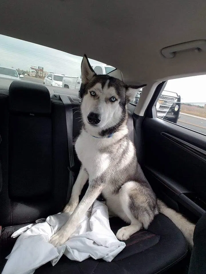 Lost dog in El Paso, TX, 79936