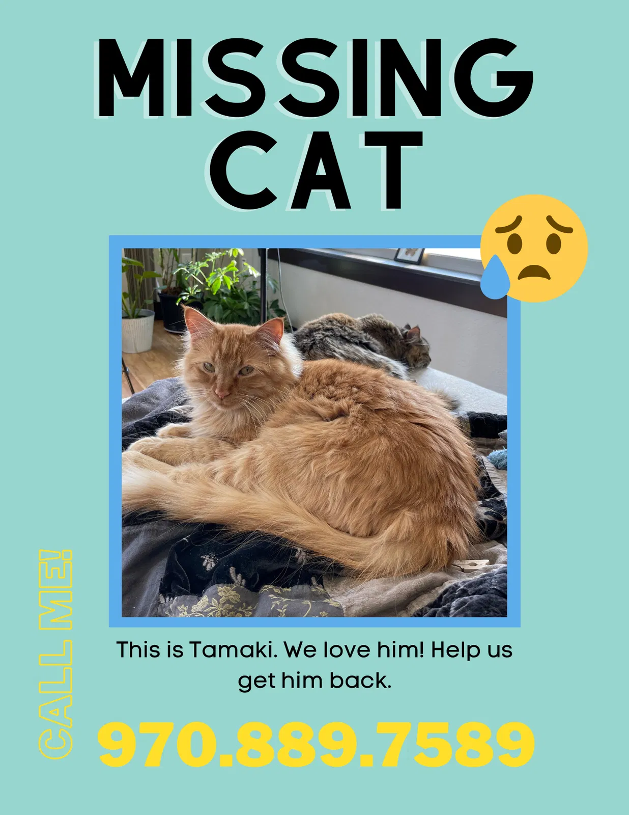 Lost cat in Fort Collins, CO, 80524