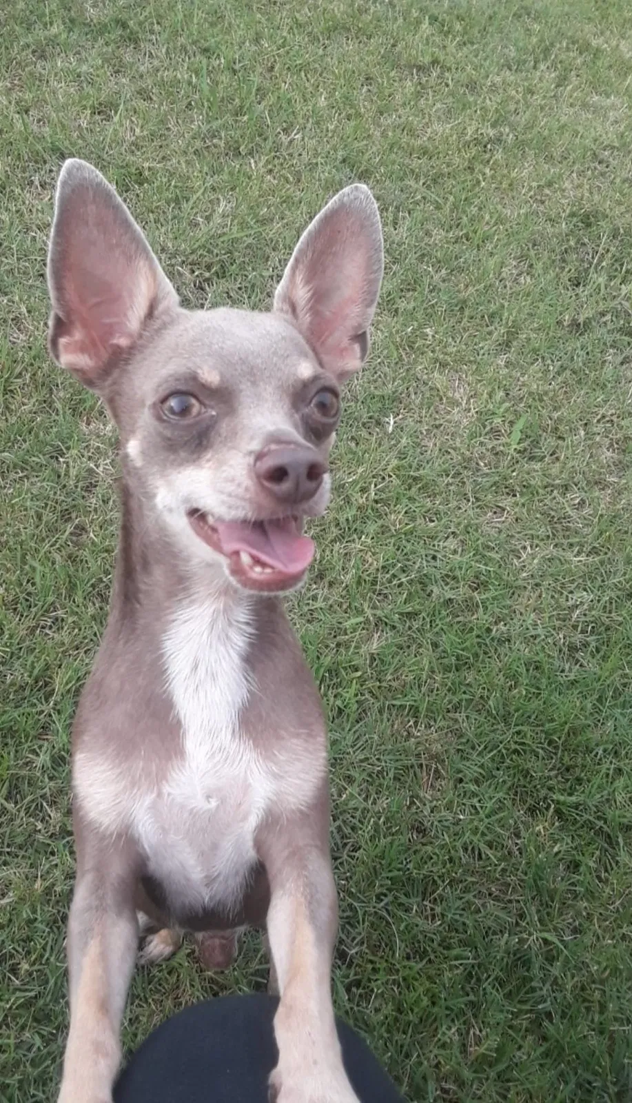 Lost dog in Fort Worth, TX, 76123