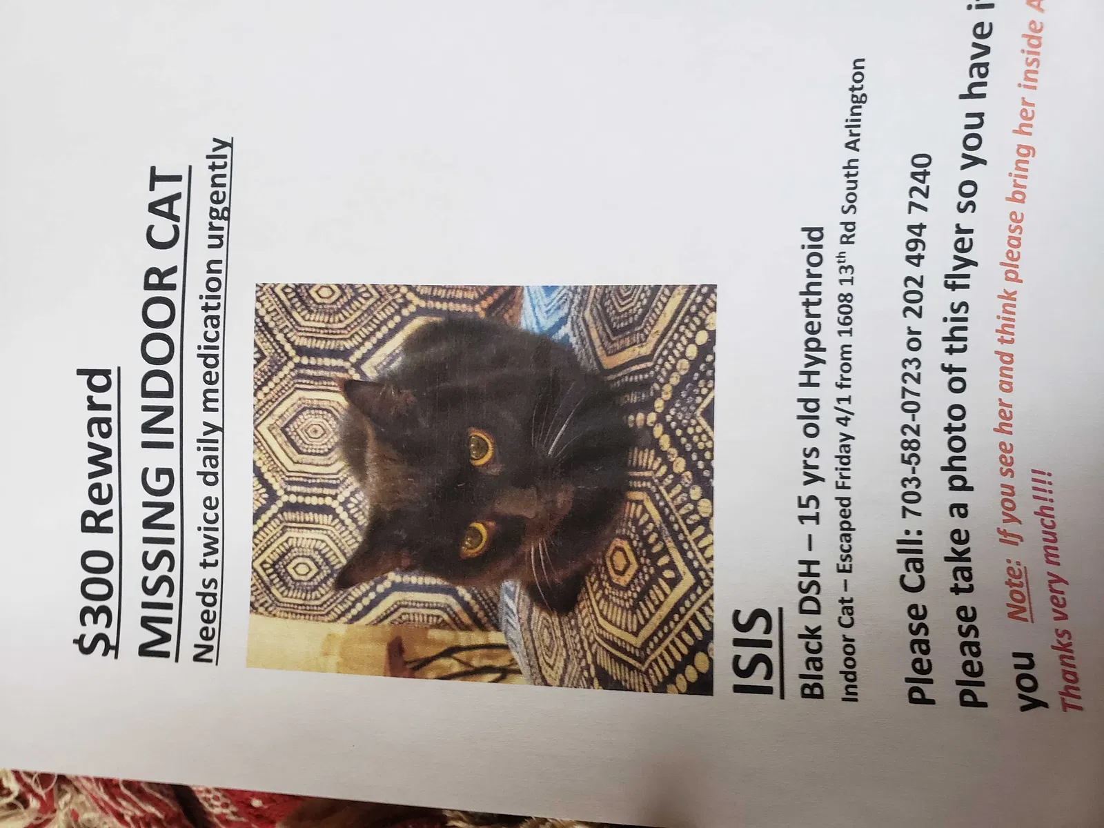 Lost cat in Arlington, VA, 22204