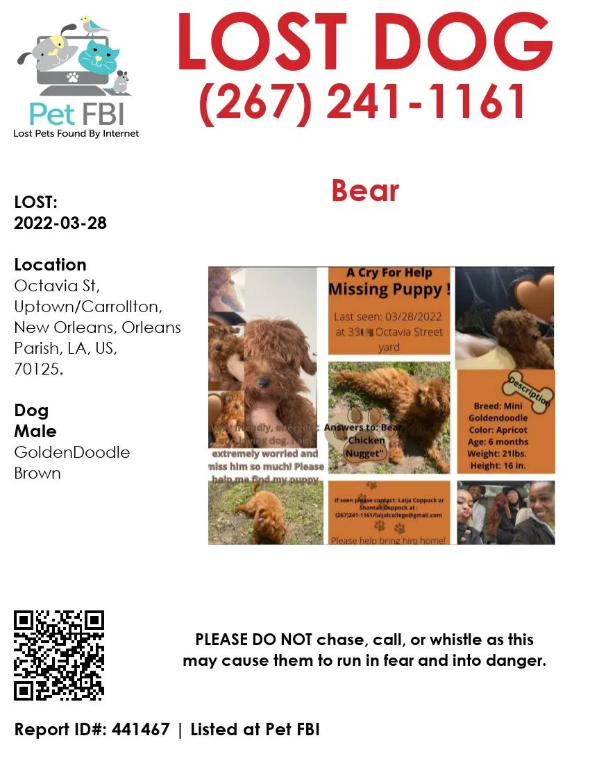 Lost dog in New Orleans, LA, 70125