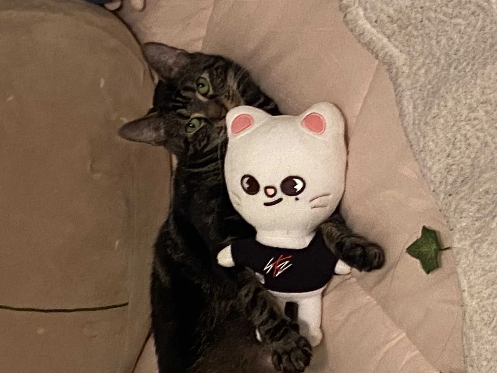 Lost cat in Venice, FL, 34293