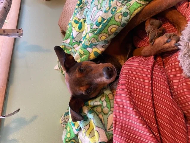 Lost dog in Portland, OR, 97216