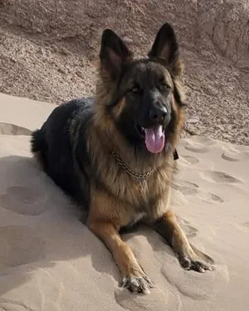 Lost dog in Hamburg, AR, 71646