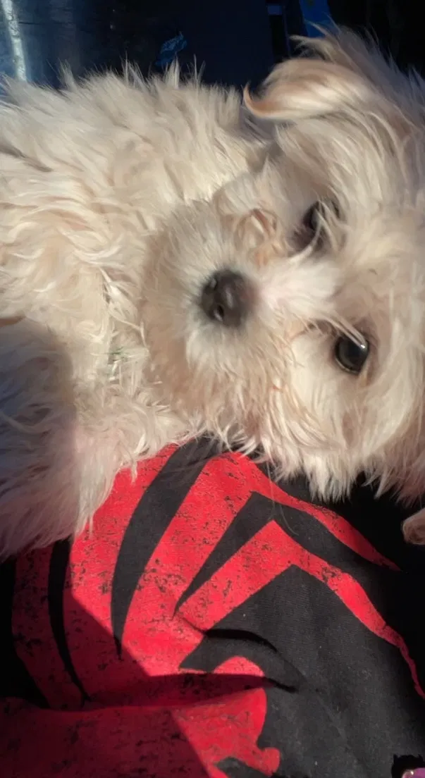 Lost dog in Anchorage, AK, 99508