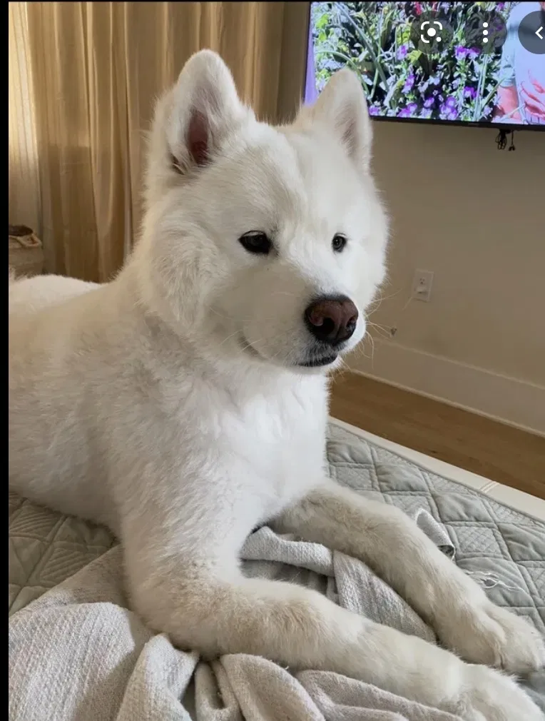Lost dog in Monterey Park, CA, 91754