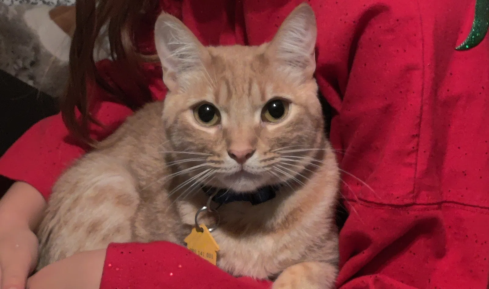 Lost cat in Indio, CA, 92201