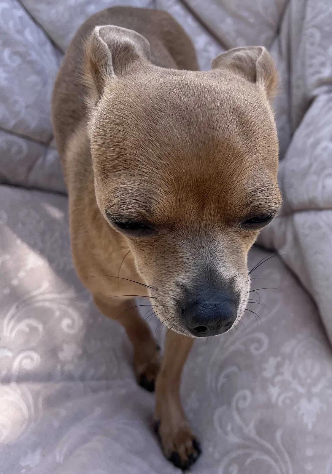 Lost dog in Unknown, CA, 94727