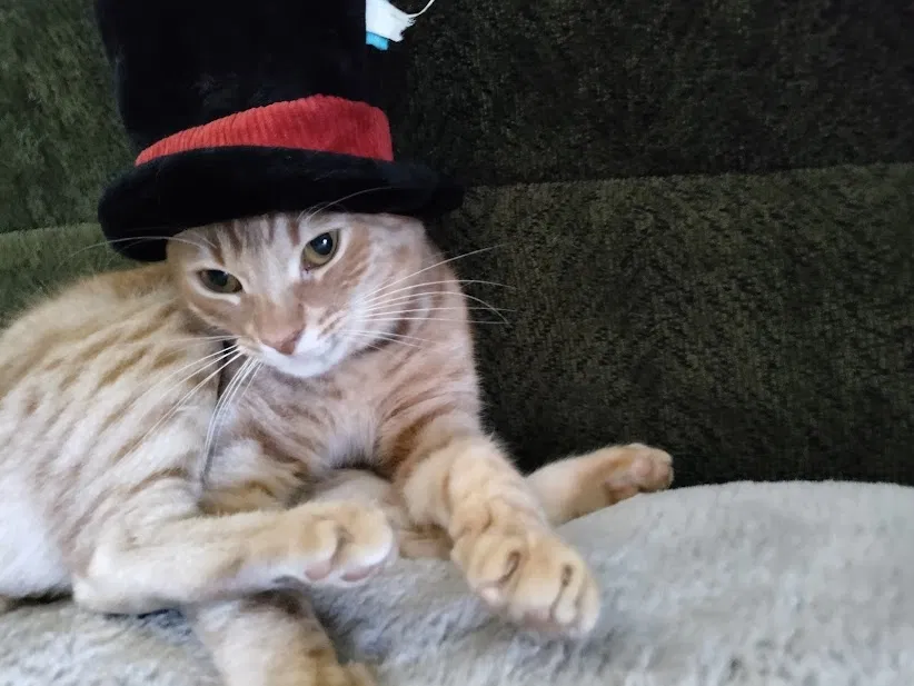 Lost cat in Indio, CA, 92201