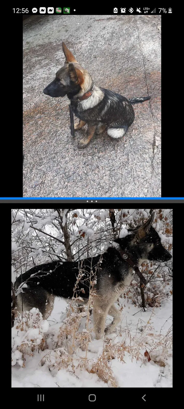 Lost dog in Olney Springs, CO, 81062