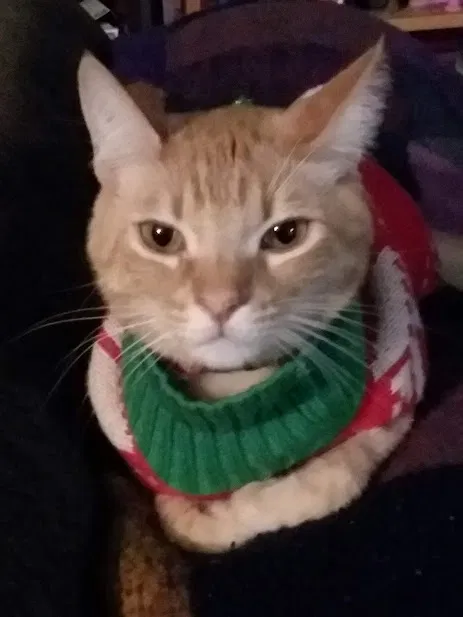 Lost cat in Indio, CA, 92201