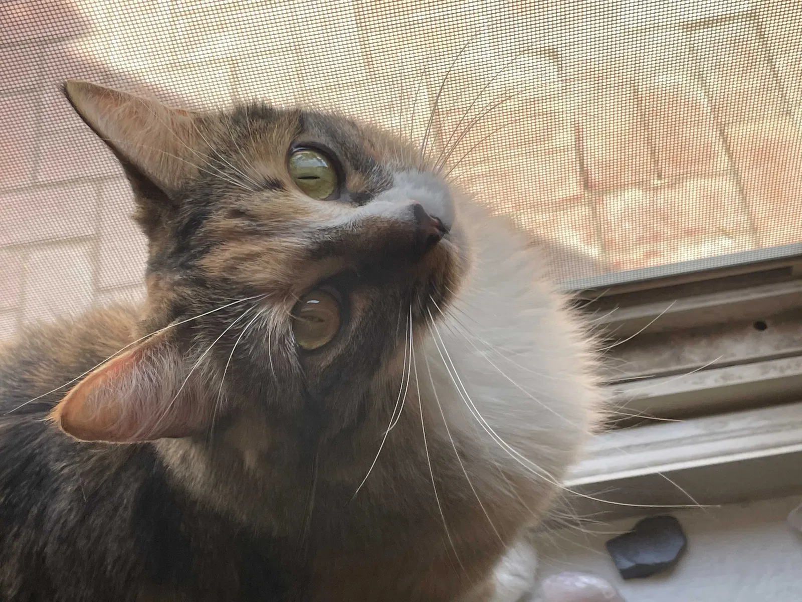 Lost cat in Glendale, AZ, 85304