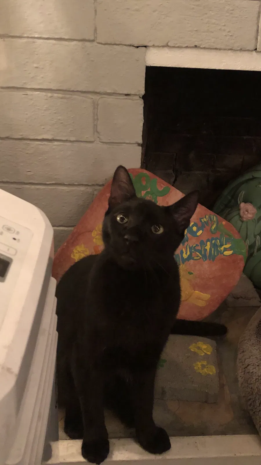 Lost cat in Van Nuys, CA, 91405