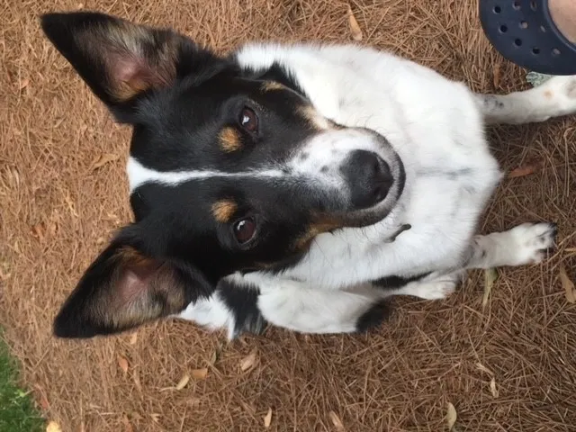 Lost dog in Atlanta, GA, 30318