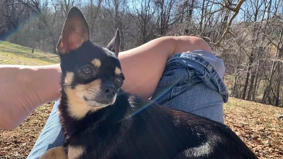 Lost dog in Russellville, TN, 37860