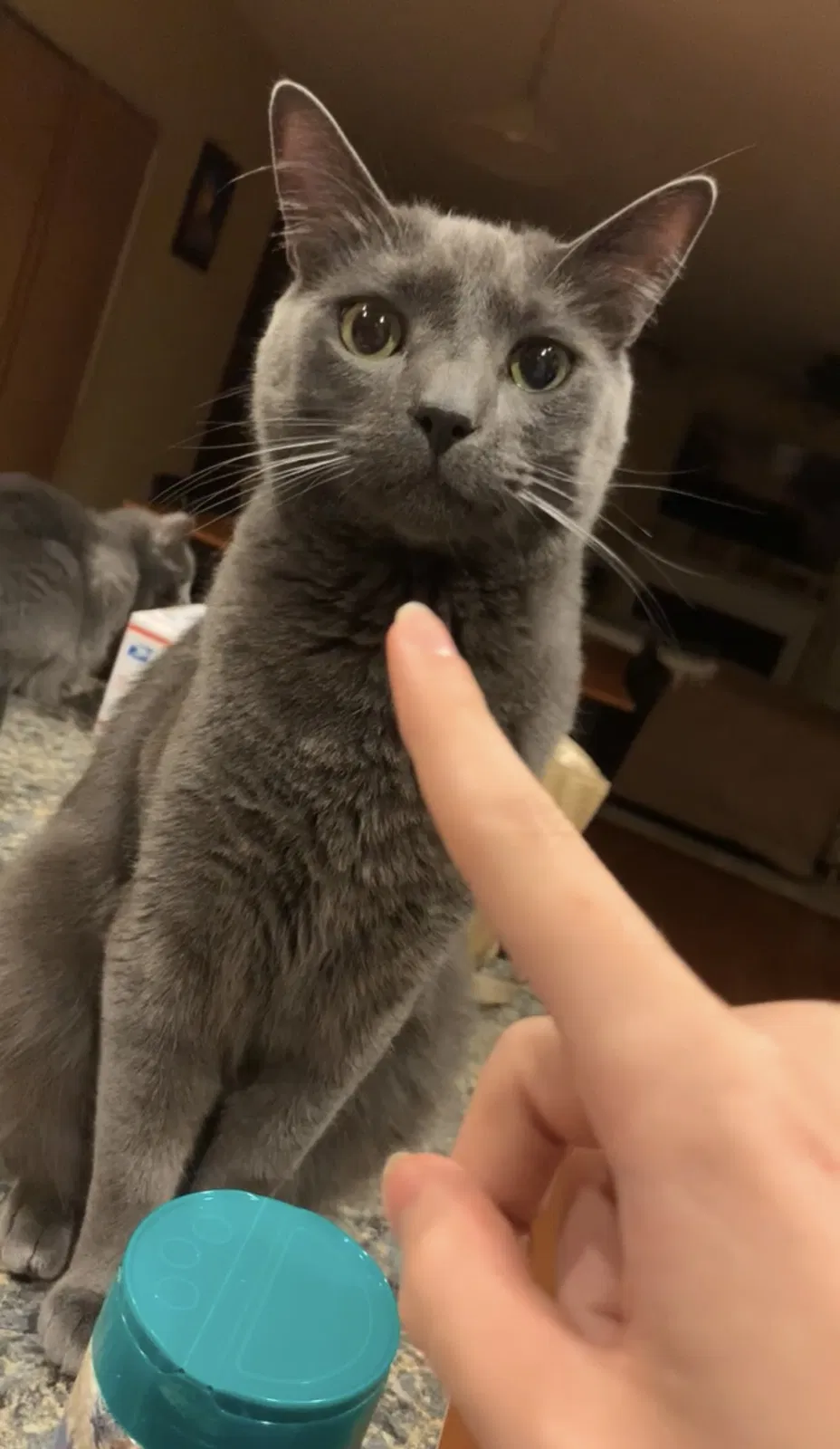 Lost cat in Woodbridge, VA, 22191