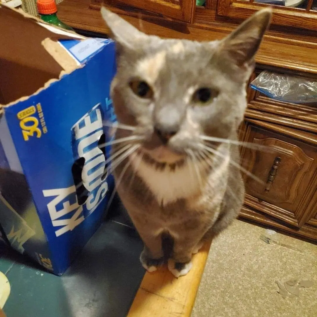 Lost cat in Dade City, FL, 33525
