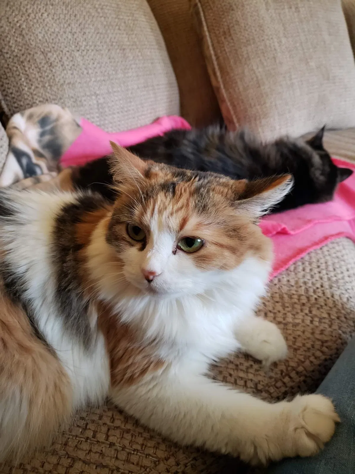 Lost cat in Mount Airy, NC, 27030