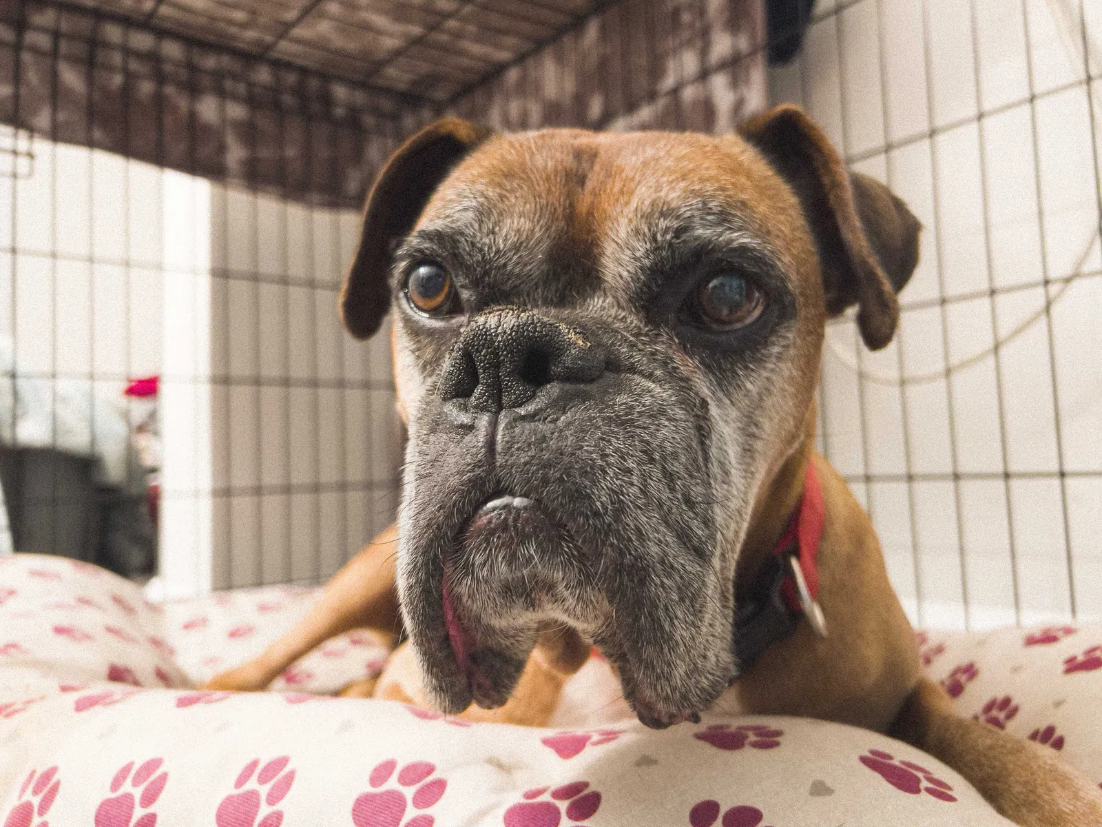 Lost dog in Jefferson, GA, 30549