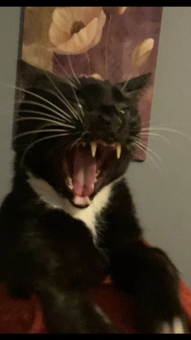 Lost cat in Dade City, FL, 33525