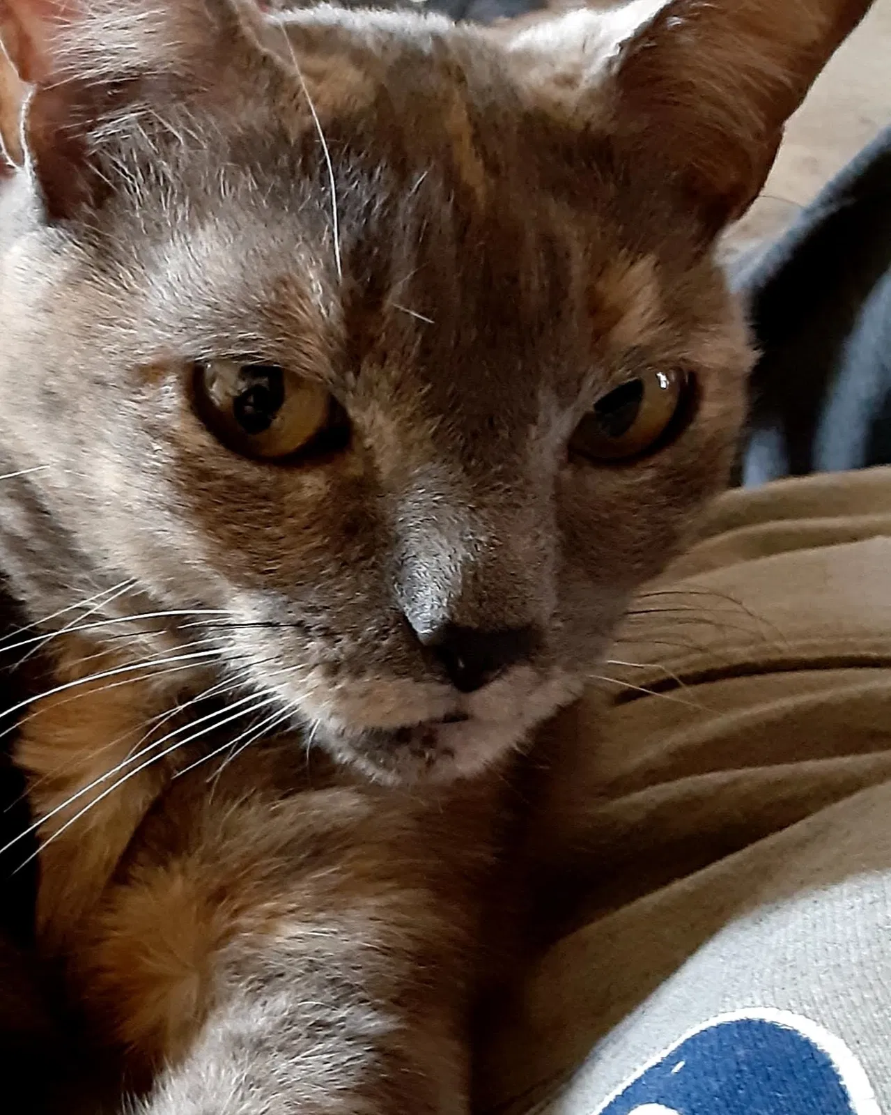 Lost cat in Indianapolis, IN, 46241