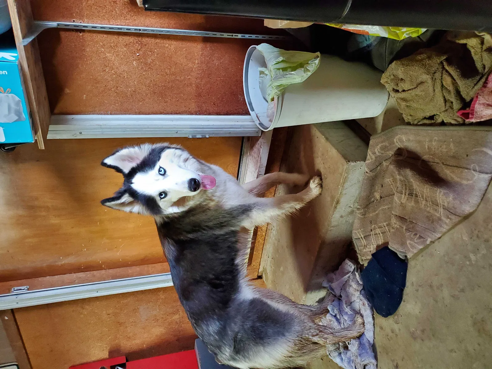 Found dog in Green Bay, WI, 54313