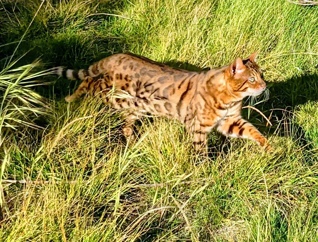 Lost cat in Buellton, CA, 93427