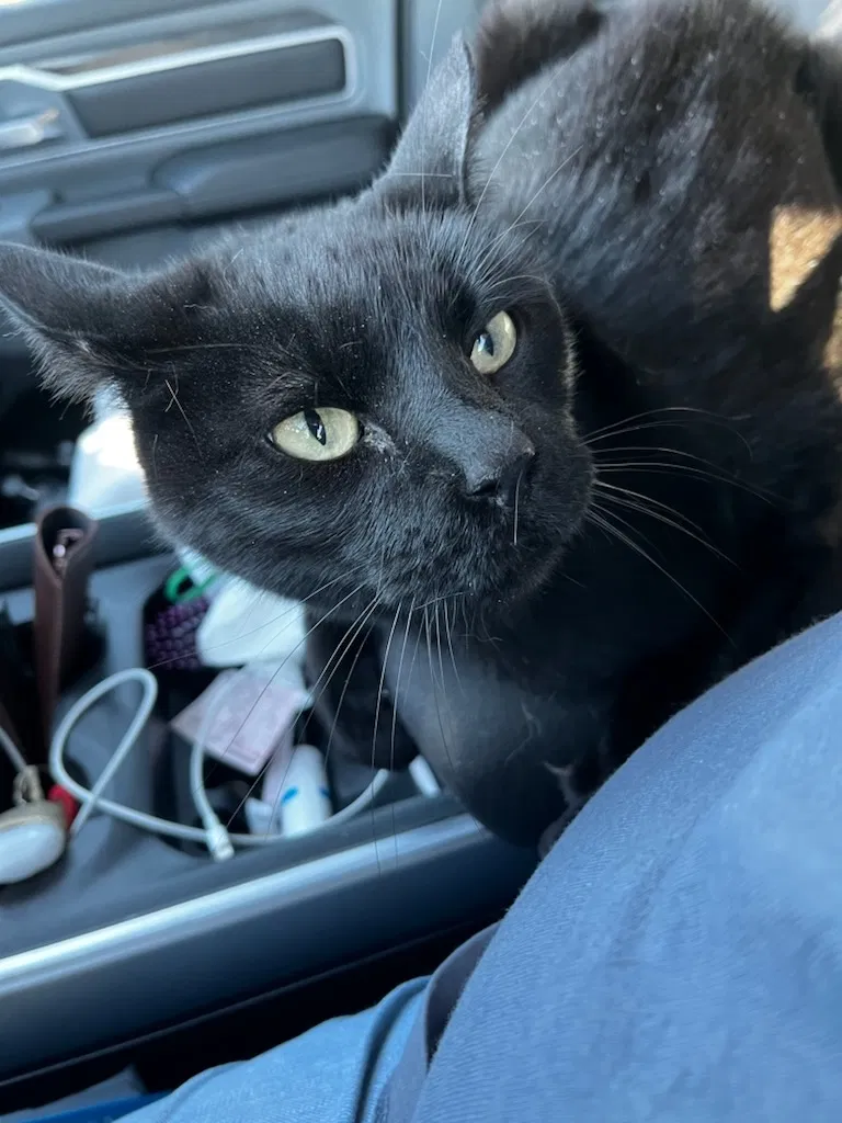Lost cat in Cypress, TX, 77433