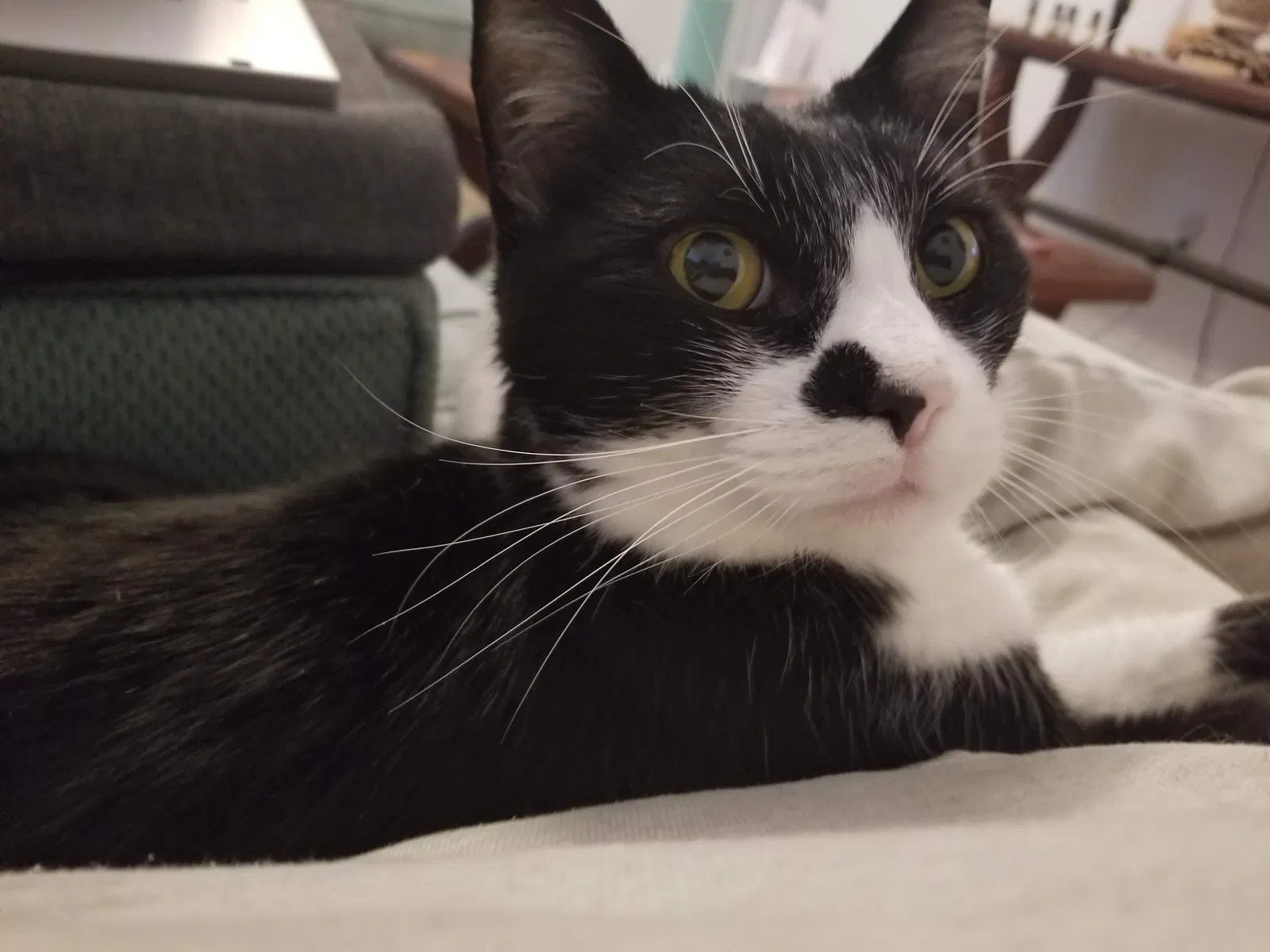 Lost cat in New Caney, TX, 77357