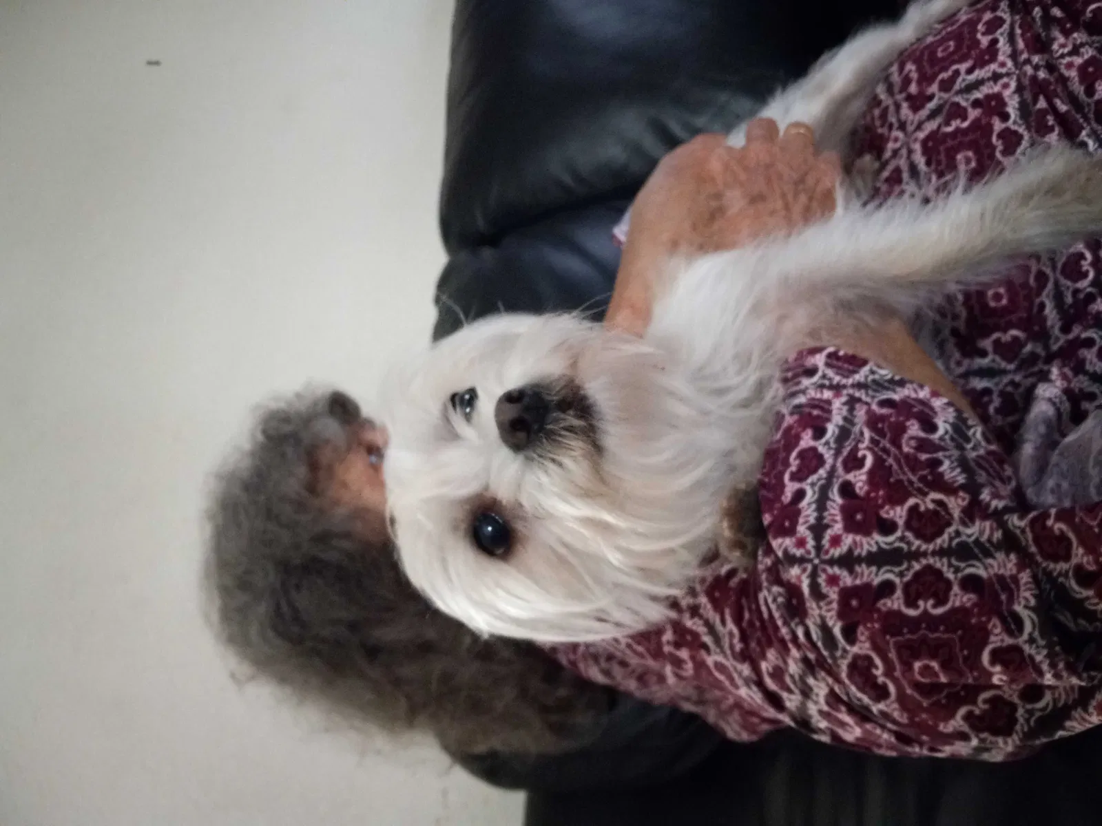 Lost dog in Jacksonville, FL, 32207