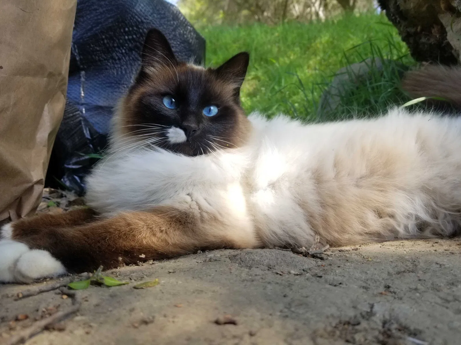 Lost cat in Grass Valley, CA, 95945