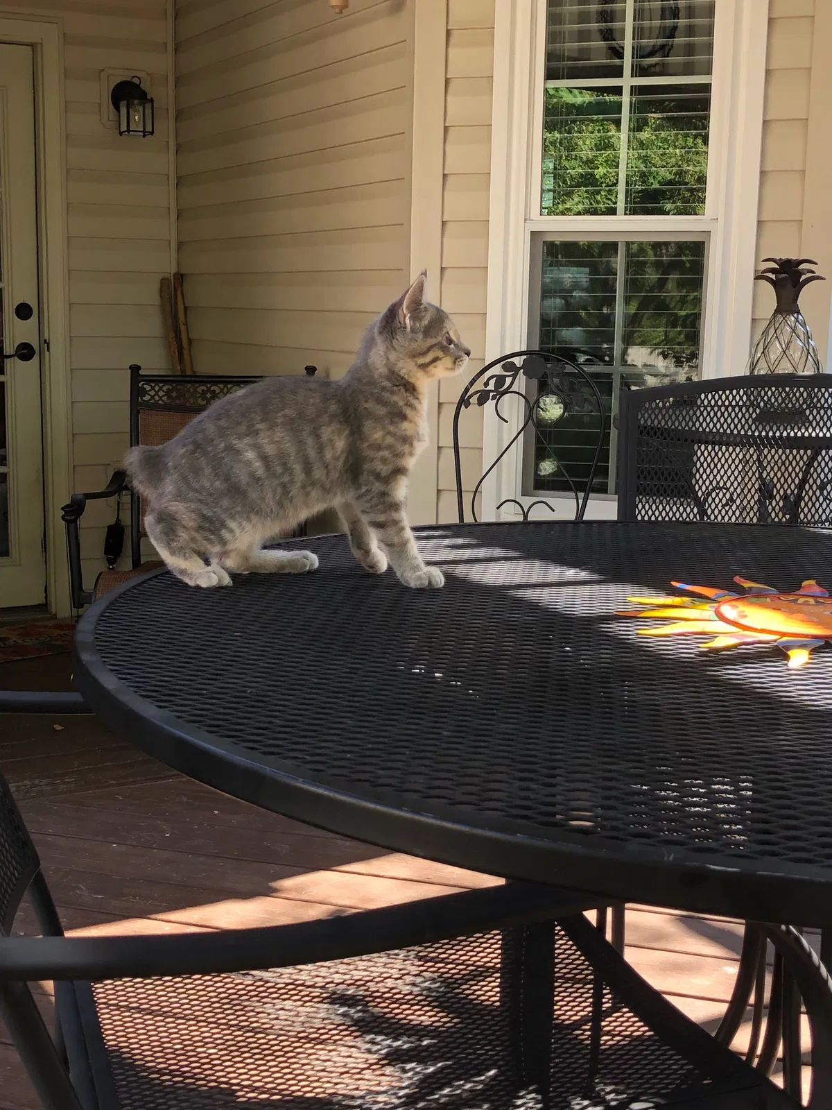 Lost cat in Lexington, KY, 40504