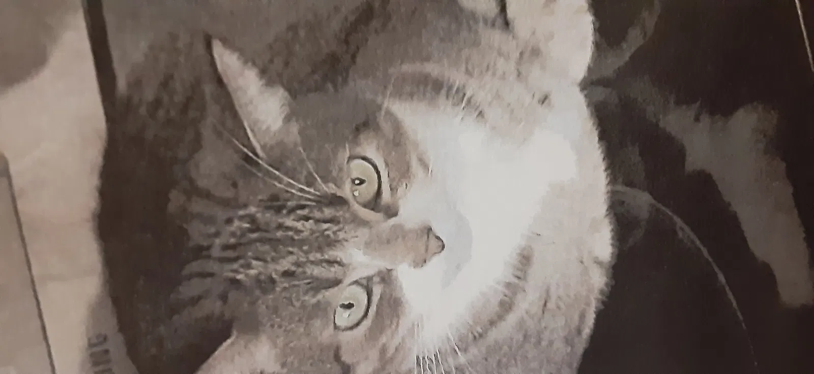 Lost cat in Carrollton, VA, 23314