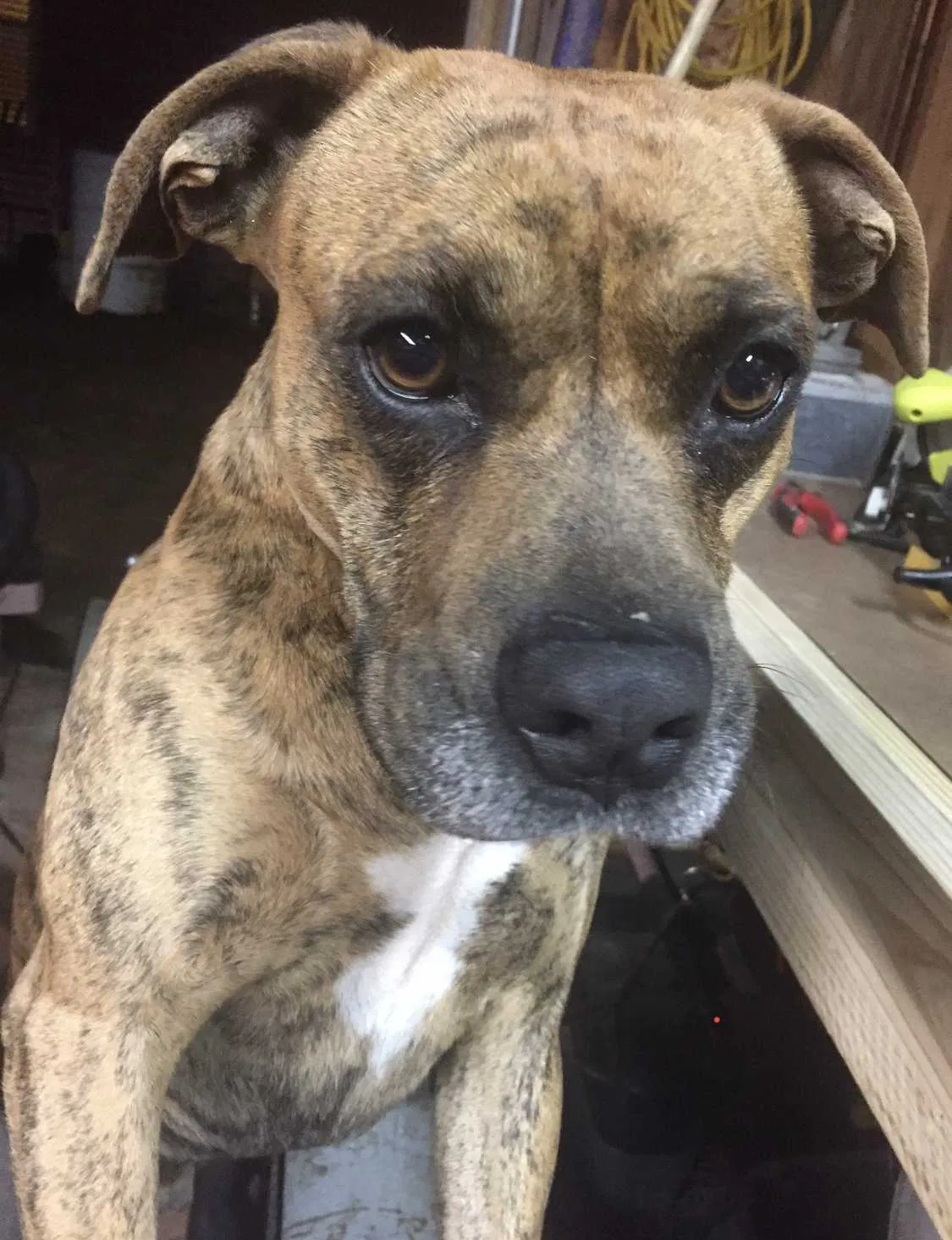 Lost dog in Houston, TX, 77033