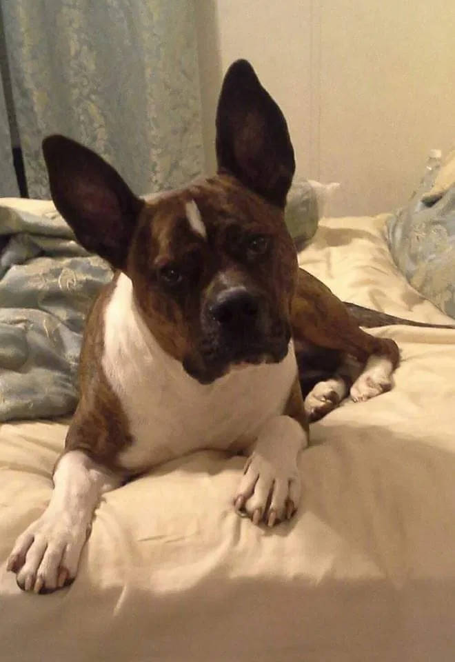 Lost dog in Riceville, TN, 37370