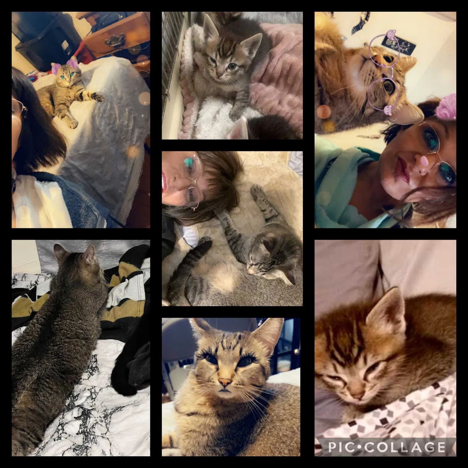 Lost cat in Anchorage, AK, 99507