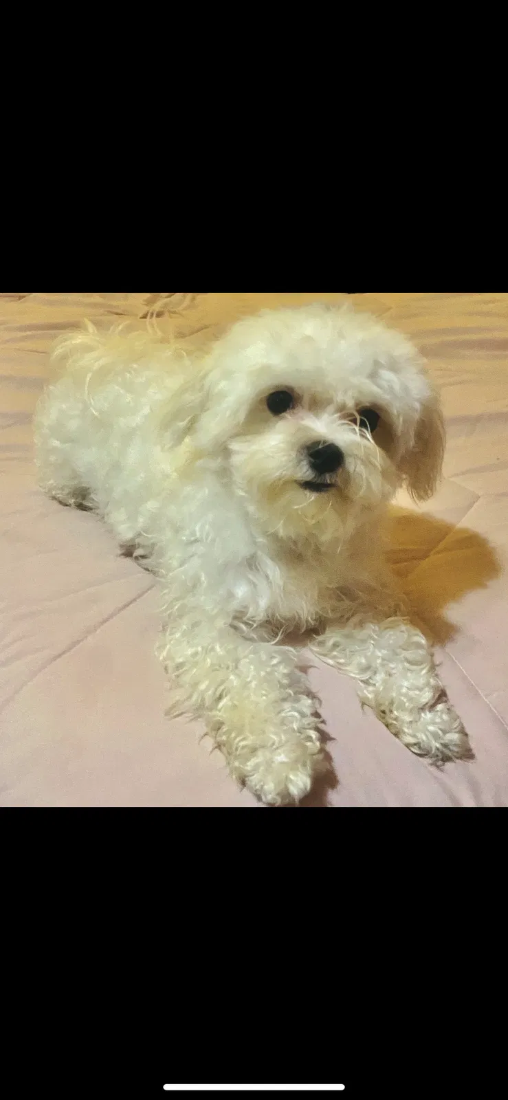 Lost dog in Fort Worth, TX, 76110