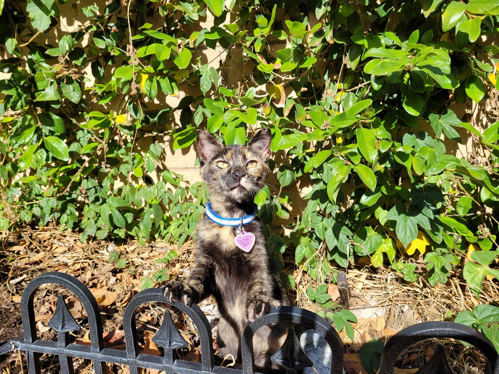 Lost cat in Santee, CA, 92071