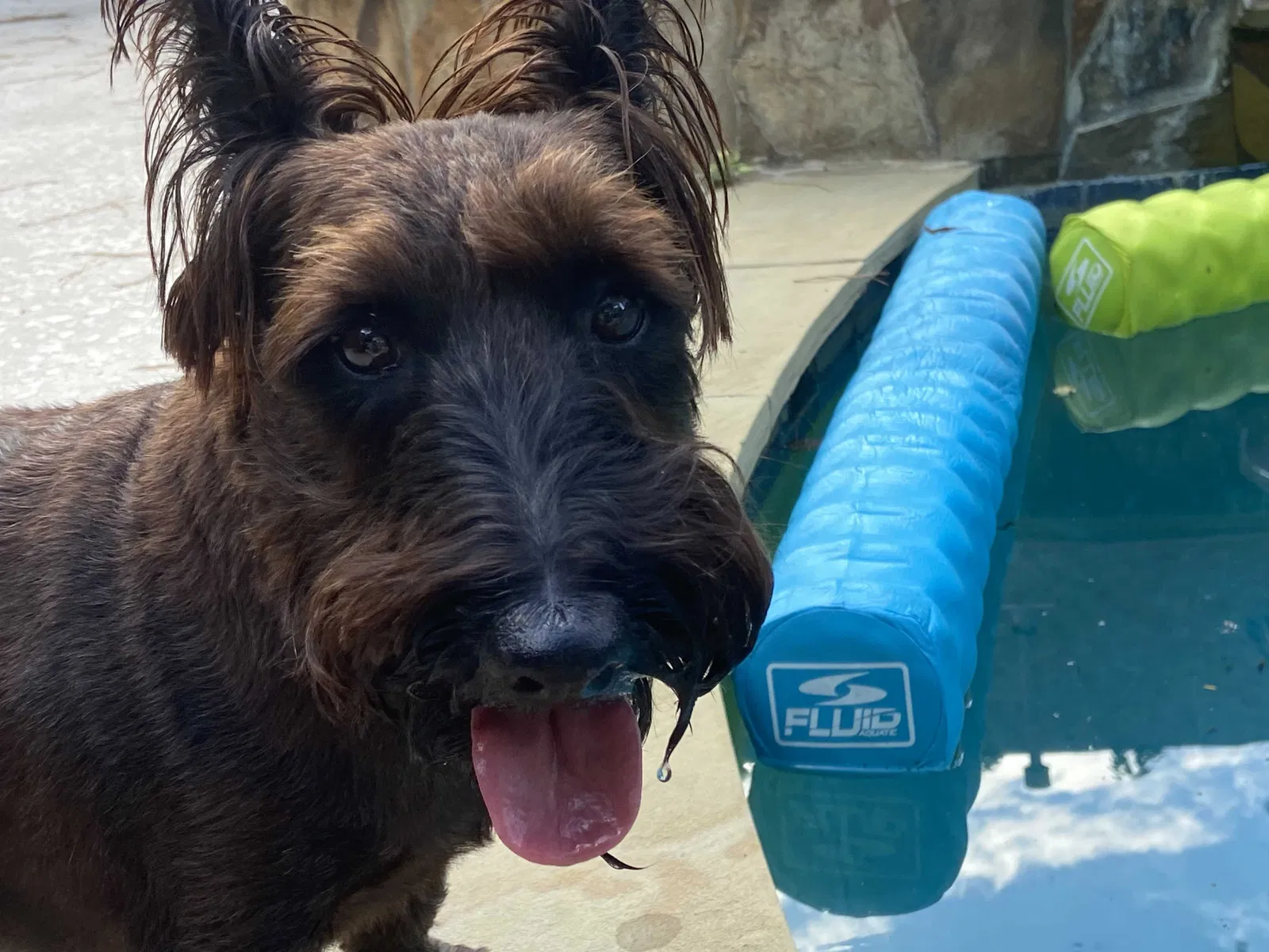 Lost dog in Tomball, TX, 77375