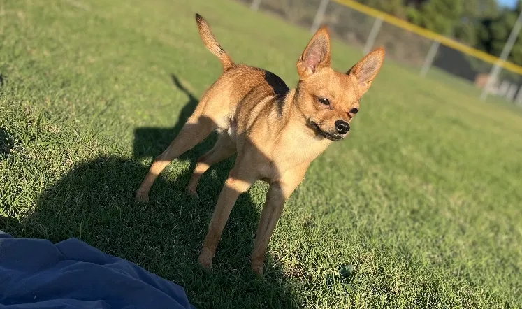 Lost dog in Memphis, TN, 38115
