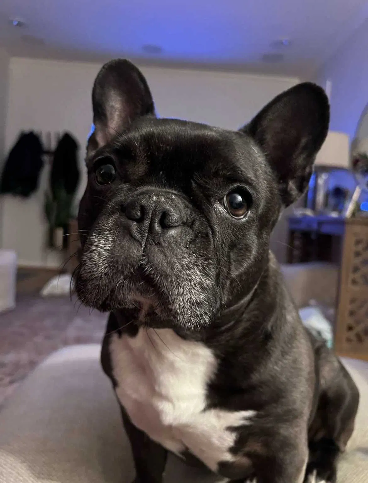 Lost dog in Dallas, TX, 75218