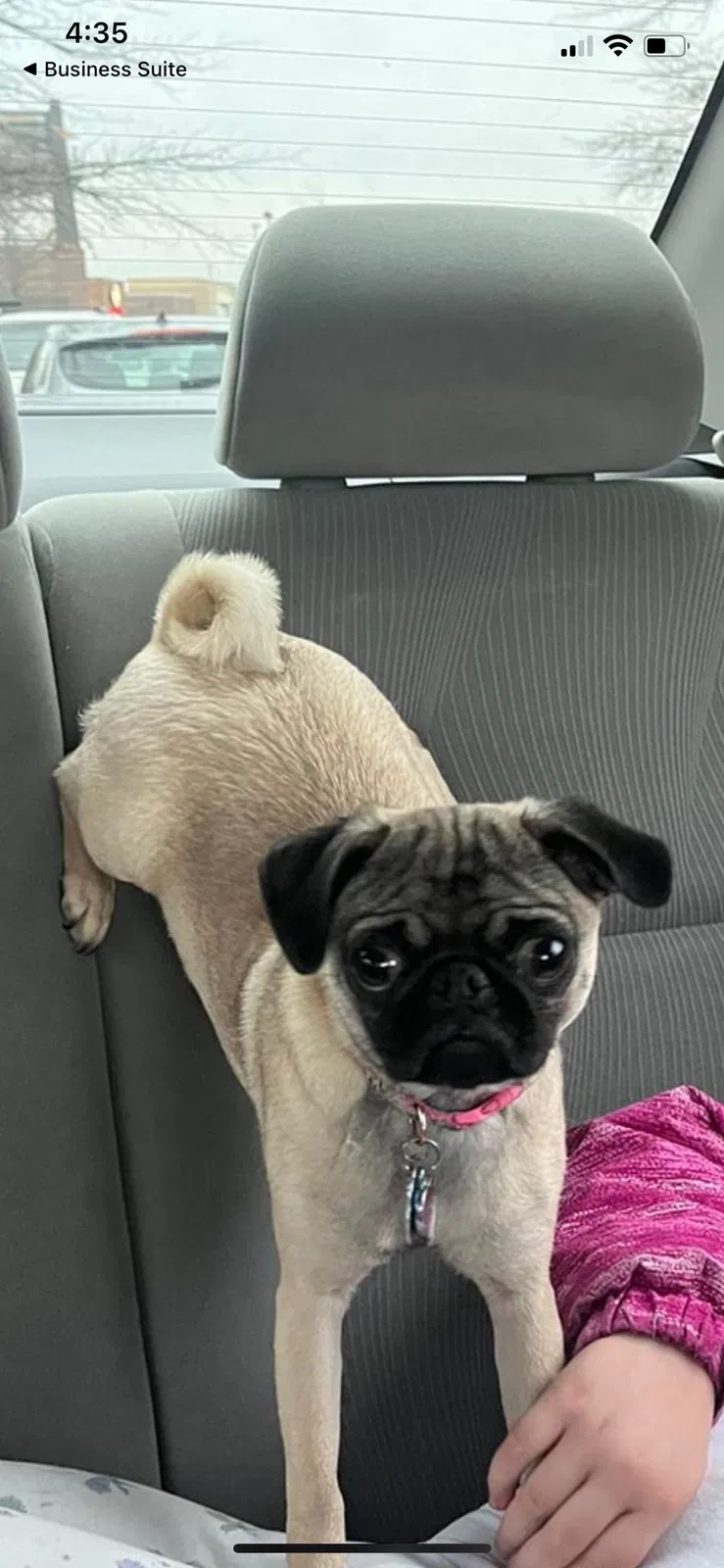 Lost dog in Dumfries, VA, 22026