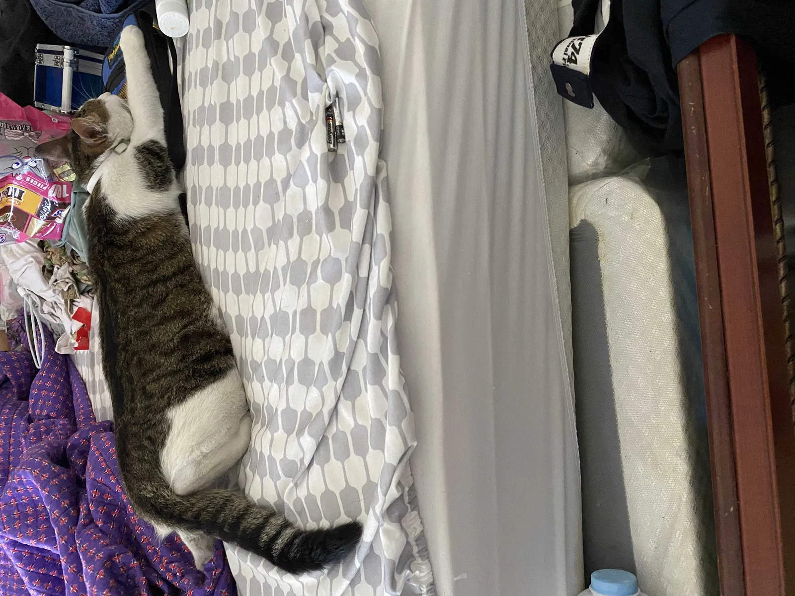 Lost cat in Kissimmee, FL, 34744